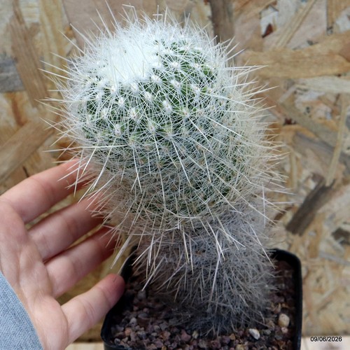 Thelocactus macdowellii vaso - thelocactus, 9
