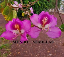 10 Semillas frescas de