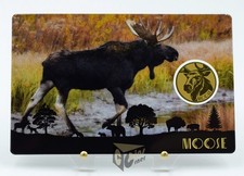 Alce - America's Big 5 -