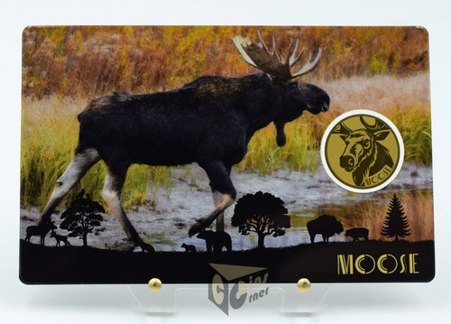 Alce america big - america's,