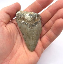 Dente squalo megalodonte - dente, di