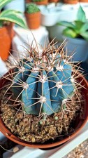 Melocactus azureus succulente