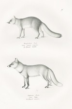 Volpe Volpi Cane Cani Animali