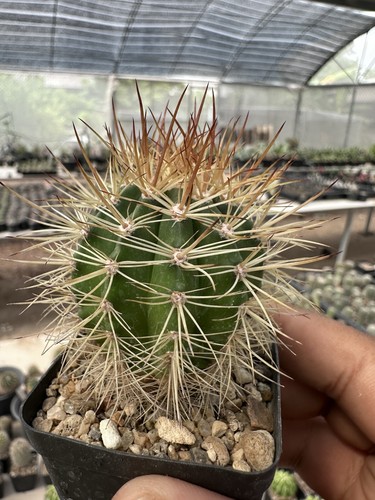 Melocactus acunae perezassoi - melocactus,