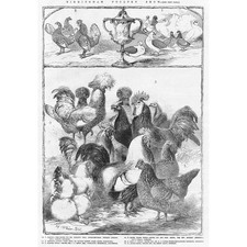 POLLAME piccioni, Sebright Bantam, pollame spagnolo, Cochin Cina stampa antica 1855