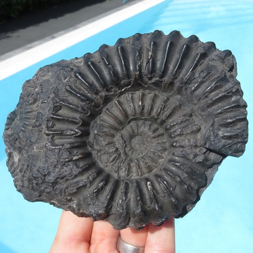 Minerali grande ammonite - ***,