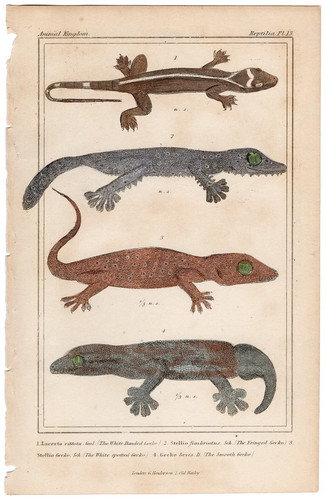 Cuvier regno animale - cuvier,
