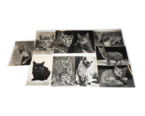 Gatti ritratti cartoline - ritratti,