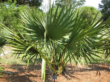 10 SEMI DI PALMA "SABAL MINOR" PALMETTO NANO