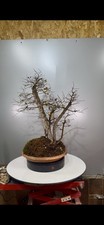 Pre Bonsai Di Olmo Yamadori