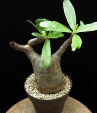 Pachypodium makayense, Caudex