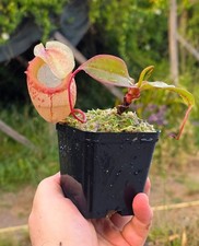 Nepenthes Sibuyanensis-small