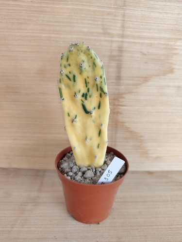 Opuntia sunburst variegata - opuntia,