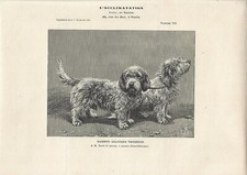 Stampa antica cani razza - antica,