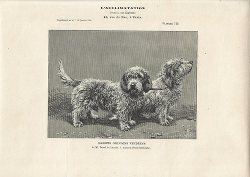 Stampa antica cani - antica, razza