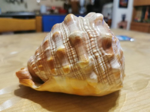 Grande conchiglia naturale - grande,