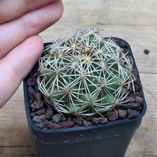 Coryphantha sp. vista hermosa Vaso 5 cm Cod.2208-7