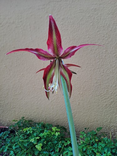 Hippeastrum esn 10 - x, cm