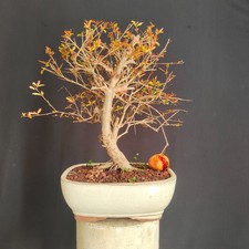 BONSAI  SHOIN DI MELOGRANO