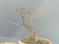 Bonsai Olmo Campestre 36x13cm