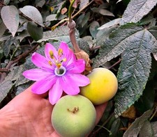 10 Semi di Poro Poro