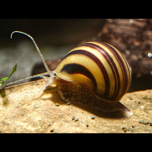 Offerta lumaca acquario - 🔥​offerta,