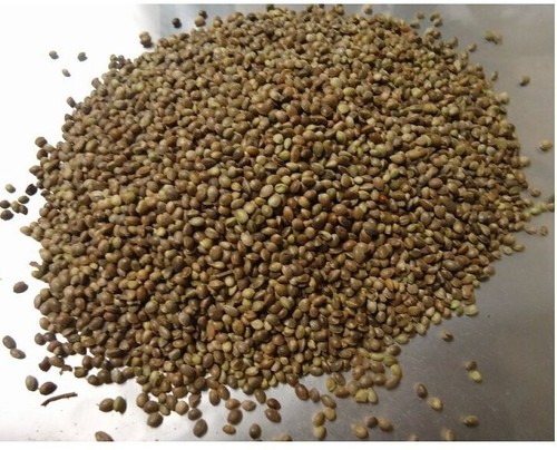 Semi canapa pelosella - di,