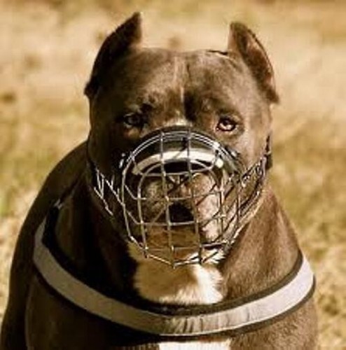 Museruola per cani con cestino