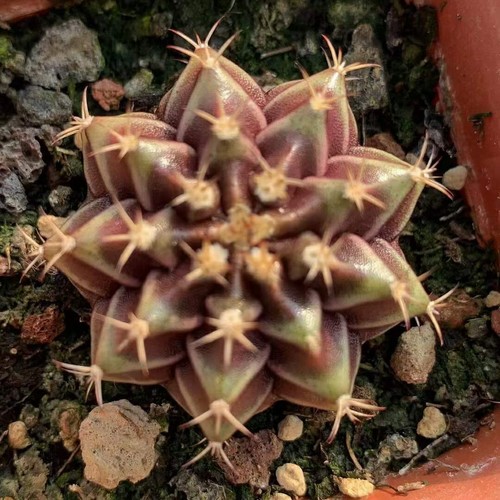 10pcs gymnocalycium cactus - gymnocalycium,