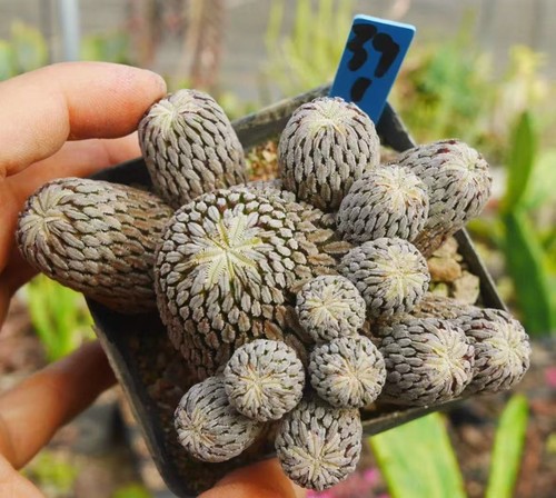 Rare cacti pelecyphora - cacti,