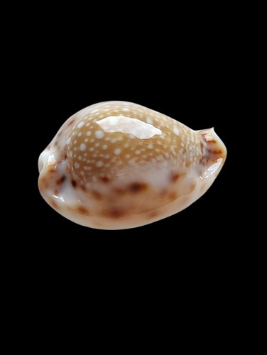 Shell conchiglia cypraea - shell,