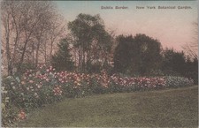 Cartolina Dahlia Border New