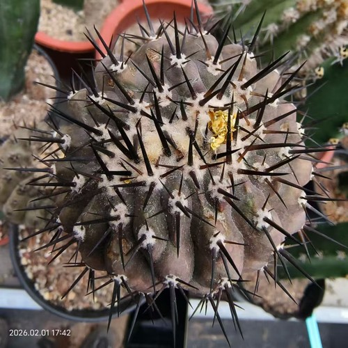 Rare cacti copiapoa cinerea - rare,