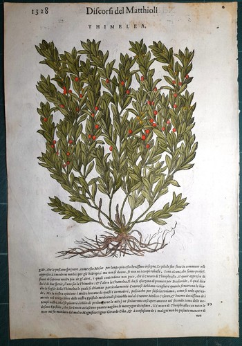 Stampa antica mattioli - antica,