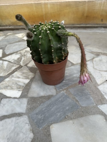 Cactus echinopsis vaso - cactus,