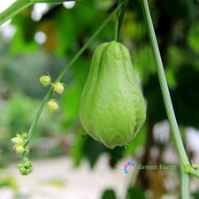 30 semi Chayote cetriolo