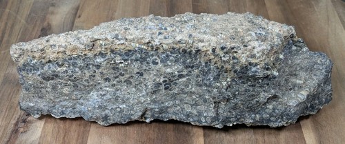 Bellissimo grande fossile - , di