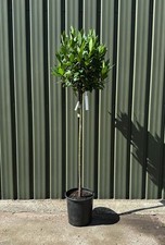 Alloro laurus nobilis - alloro, pianta