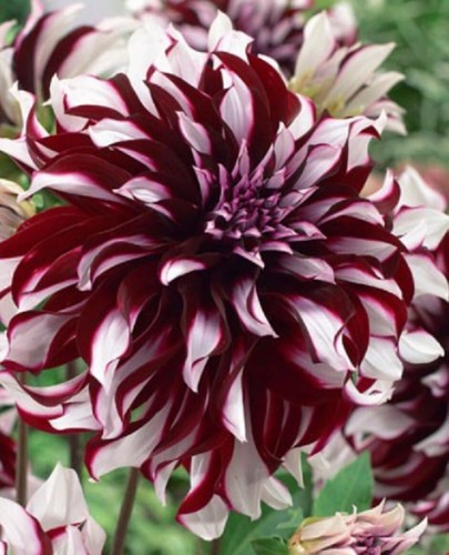 Gioiello dalie fiore grande - 1,