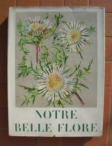 Botanica erbario fiori flora - botanica,