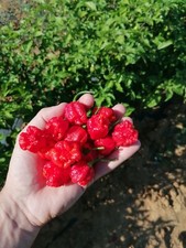 Peperoncini Secchi:Carolina Reaper Red 10 Frutti.Nb:Chiedi sempre disponobilità