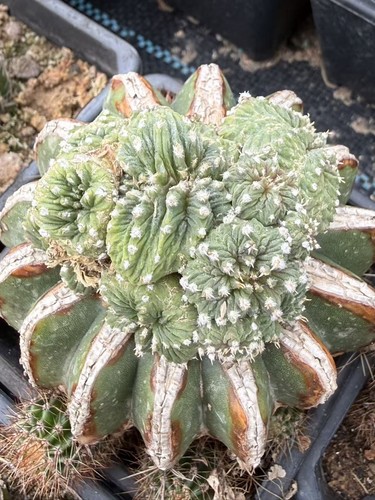 Rara pianta cactus - rara, di