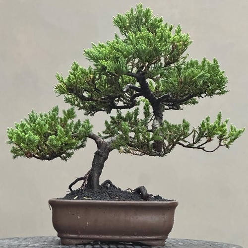 Bonsai albero vivo - di,