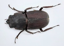 Lucanidae gnaphaloryx opacus - gnaphaloryx,