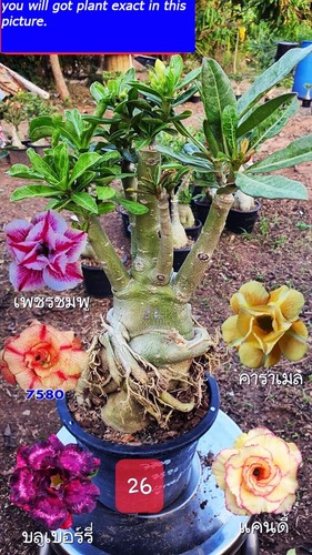 Adenium obesum variegato - , 6