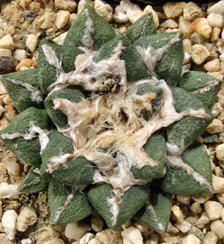 Ariocarpus kotschoubeyanus - ariocarpus,