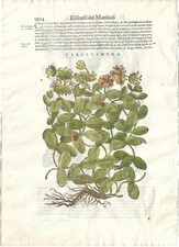 Stampa antica MATTIOLI MATTHIOLI erbario CAPRIFOGLIO botanica 1604 Antique print