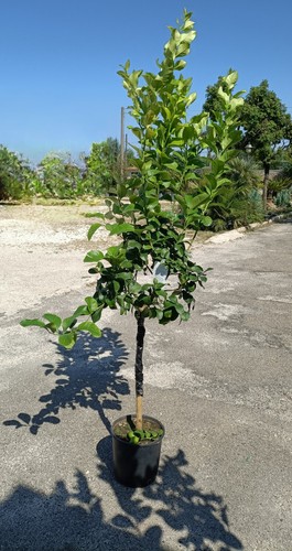 Pianta limone 4 stagioni - ,