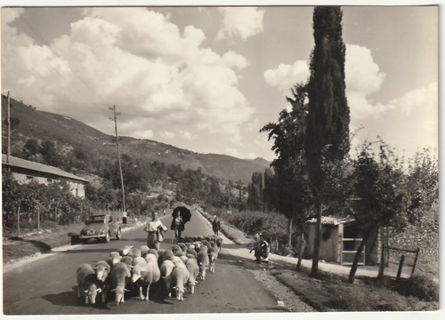 Pascolo gregge pecore - pascolo,