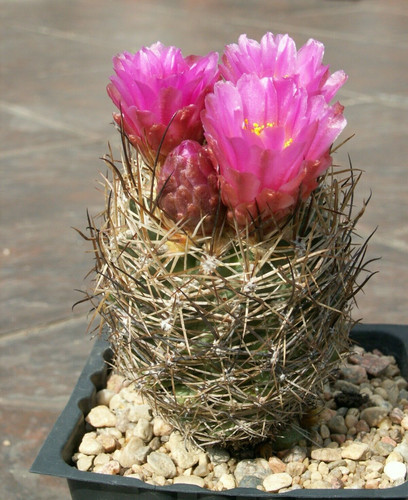 Sclerocactus wetlandicus ssp